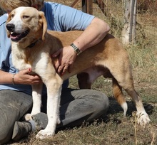 MARC, Hund, Mischlingshund in Griechenland - Bild 9