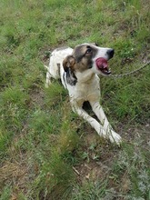 MONI, Hund, Mischlingshund in Bulgarien - Bild 1