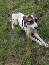 MONI, Hund, Mischlingshund in Bulgarien - Bild 3