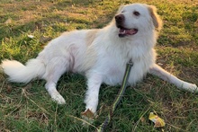 AMELINO, Hund, Mischlingshund in Griechenland - Bild 2