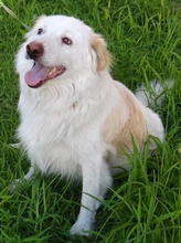 AMELINO, Hund, Mischlingshund in Griechenland - Bild 4