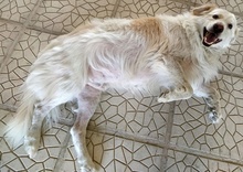 AMELINO, Hund, Mischlingshund in Griechenland - Bild 5