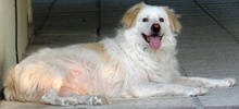 AMELINO, Hund, Mischlingshund in Griechenland - Bild 6