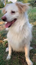 AMELINO, Hund, Mischlingshund in Griechenland - Bild 9