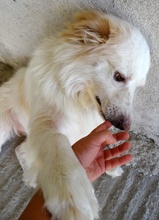 AMELINO, Hund, Mischlingshund in Erkrath - Bild 7