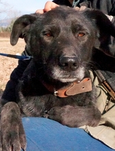 ENDOS, Hund, Mischlingshund in Griechenland - Bild 3