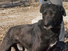 ENDOS, Hund, Mischlingshund in Griechenland - Bild 7