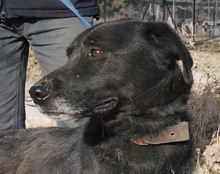 ENDOS, Hund, Mischlingshund in Griechenland - Bild 8