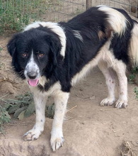 CHARLIE, Hund, Mischlingshund in Griechenland - Bild 2