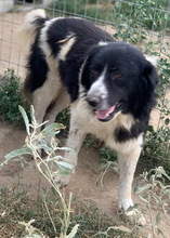 CHARLIE, Hund, Mischlingshund in Griechenland - Bild 4