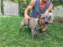 ZENO3, Hund, Mischlingshund in Ungarn - Bild 3