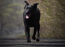 JACKY, Hund, Mischlingshund in Slowakische Republik - Bild 5
