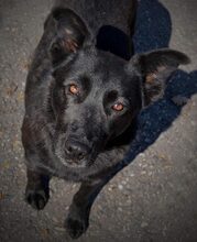 JACKY, Hund, Mischlingshund in Slowakische Republik - Bild 6