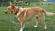DINGO, Hund, Mischlingshund in Spanien - Bild 6