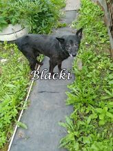 BLACKI, Hund, Mischlingshund in Russische Föderation - Bild 1