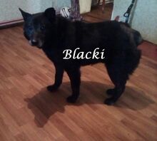 BLACKI, Hund, Mischlingshund in Russische Föderation - Bild 4