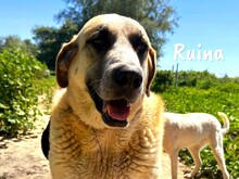 RUINA, Hund, Herdenschutzhund-Mix in Spanien - Bild 1