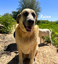 RUINA, Hund, Herdenschutzhund-Mix in Spanien - Bild 10