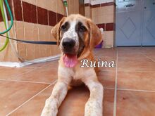 RUINA, Hund, Herdenschutzhund-Mix in Spanien - Bild 11