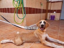 RUINA, Hund, Herdenschutzhund-Mix in Spanien - Bild 12