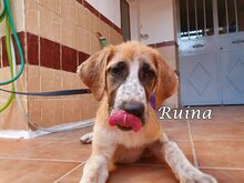 RUINA, Hund, Herdenschutzhund-Mix in Spanien - Bild 13