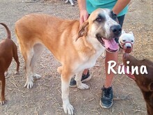 RUINA, Hund, Herdenschutzhund-Mix in Spanien - Bild 2