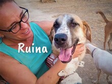 RUINA, Hund, Herdenschutzhund-Mix in Spanien - Bild 3