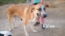 RUINA, Hund, Herdenschutzhund-Mix in Spanien - Bild 5