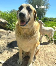 RUINA, Hund, Herdenschutzhund-Mix in Spanien - Bild 6