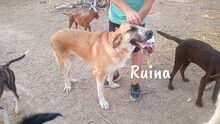 RUINA, Hund, Herdenschutzhund-Mix in Spanien - Bild 7