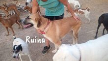RUINA, Hund, Herdenschutzhund-Mix in Spanien - Bild 9
