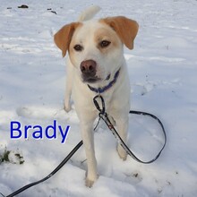 BRADY, Hund, Mischlingshund in Zwiesel - Bild 1