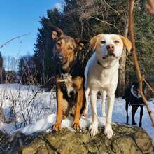 BRADY, Hund, Mischlingshund in Nürnberg - Bild 4