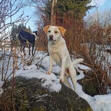 BRADY, Hund, Mischlingshund in Habighorst - Bild 7