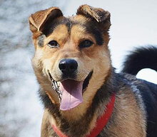 LEO, Hund, Mischlingshund in Slowakische Republik - Bild 1
