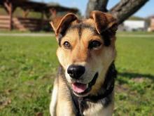 LEO, Hund, Mischlingshund in Slowakische Republik - Bild 2