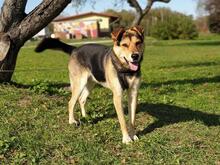 LEO, Hund, Mischlingshund in Slowakische Republik - Bild 3