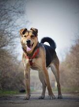 LEO, Hund, Mischlingshund in Slowakische Republik - Bild 5