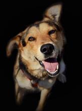 LEO, Hund, Mischlingshund in Slowakische Republik - Bild 6