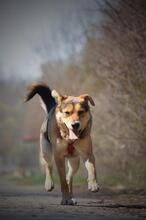 LEO, Hund, Mischlingshund in Slowakische Republik - Bild 7
