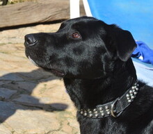 TROY, Hund, Ca de Bestiar in Spanien - Bild 1