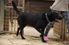 TROY, Hund, Ca de Bestiar in Spanien - Bild 4