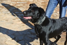 TROY, Hund, Ca de Bestiar in Spanien - Bild 7