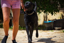 TROY, Hund, Ca de Bestiar in Spanien - Bild 8