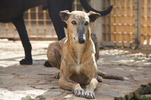 ASHANTI, Hund, Galgo Español in Spanien - Bild 2