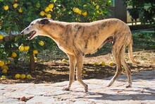 ASHANTI, Hund, Galgo Español in Spanien - Bild 9