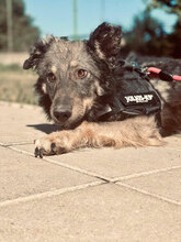 SCRABBY, Hund, Mischlingshund in Bulgarien - Bild 2