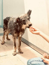 SCRABBY, Hund, Mischlingshund in Bulgarien - Bild 3