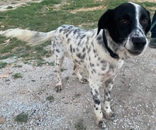 ALFI, Hund, Mischlingshund in Griechenland - Bild 2