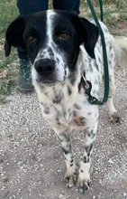 ALFI, Hund, Mischlingshund in Griechenland - Bild 6